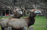 Elks machos no Redwood National Park, no norte da Califórnia, nos Estados Unidos